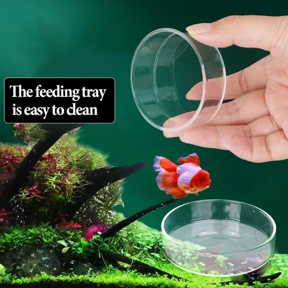 Baby Food Shrimp - Glass Aquarium Feeding Bowl Durable Clear