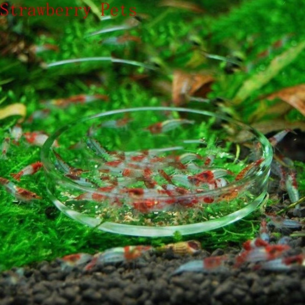 Glass Aquarium Feeding Bowl Du - огляд і ціна Baby Food Shrimp